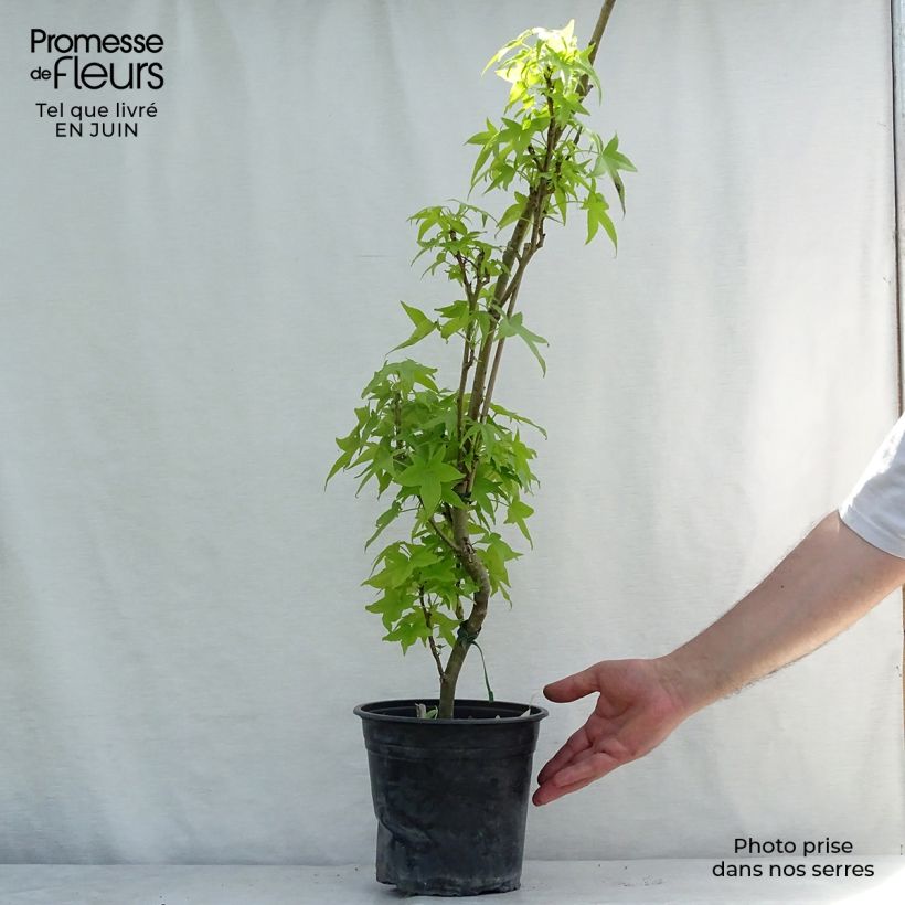 Exemplaar van Liquidambar styraciflua Slender Silhouette - Amberboom Pot van 4 l/5 l zoals geleverd in de zomer
