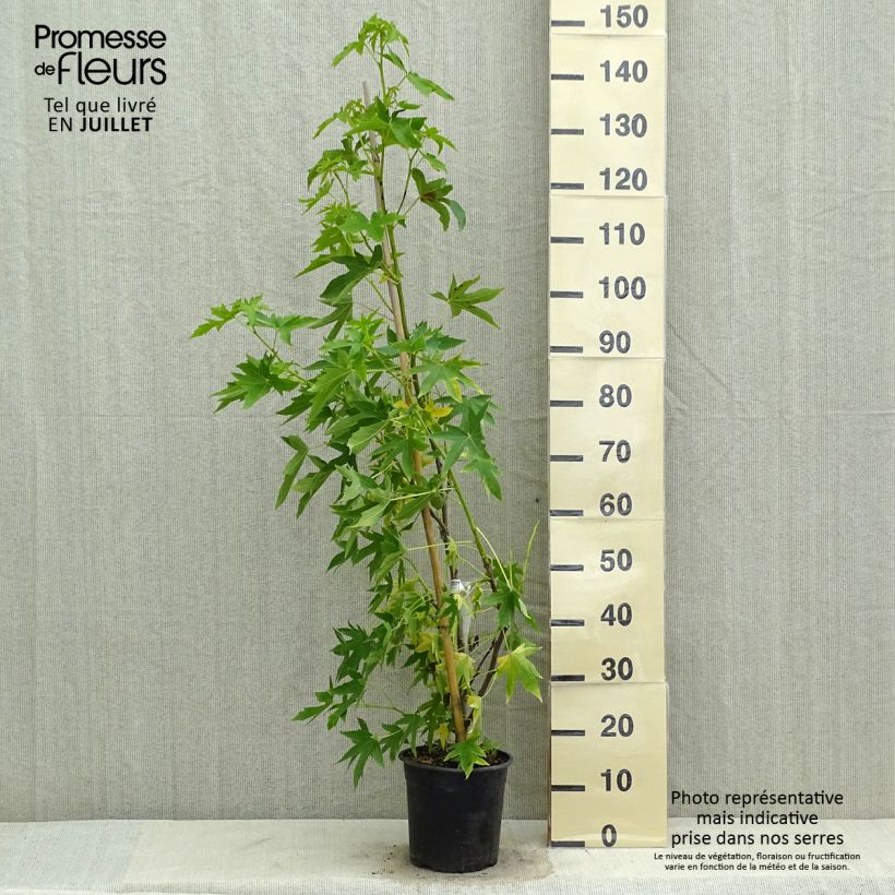 Exemplaar van Liquidambar styraciflua Worplesdon - Amberboom Pot van 4 l/5 l zoals geleverd in de zomer