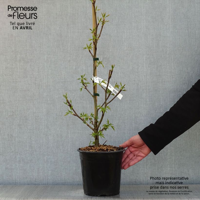 Example of Liquidambar styraciflua Worplesdon - Amberboom Pot van 4 l/5 l as you get in printemps