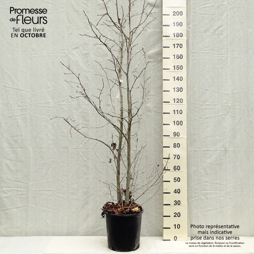 Exemplaar van Liquidambar styraciflua - Amberboom Pot van 7,5 l/10 l zoals geleverd in de herfst
