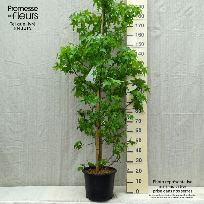 Example of Liquidambar styraciflua - Amberboom Pot van 7,5 l/10 l as you get in printemps
