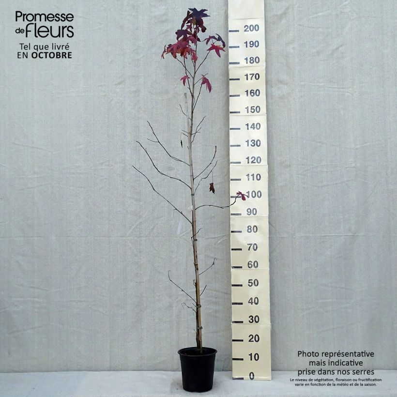 Exemplaar van Liquidambar styraciflua - Amberboom Pot van 3 l/4 l zoals geleverd in de herfst