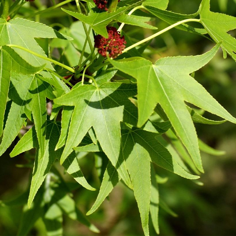 Liquidambar styracyflua Stella - Amberboom (Blad)