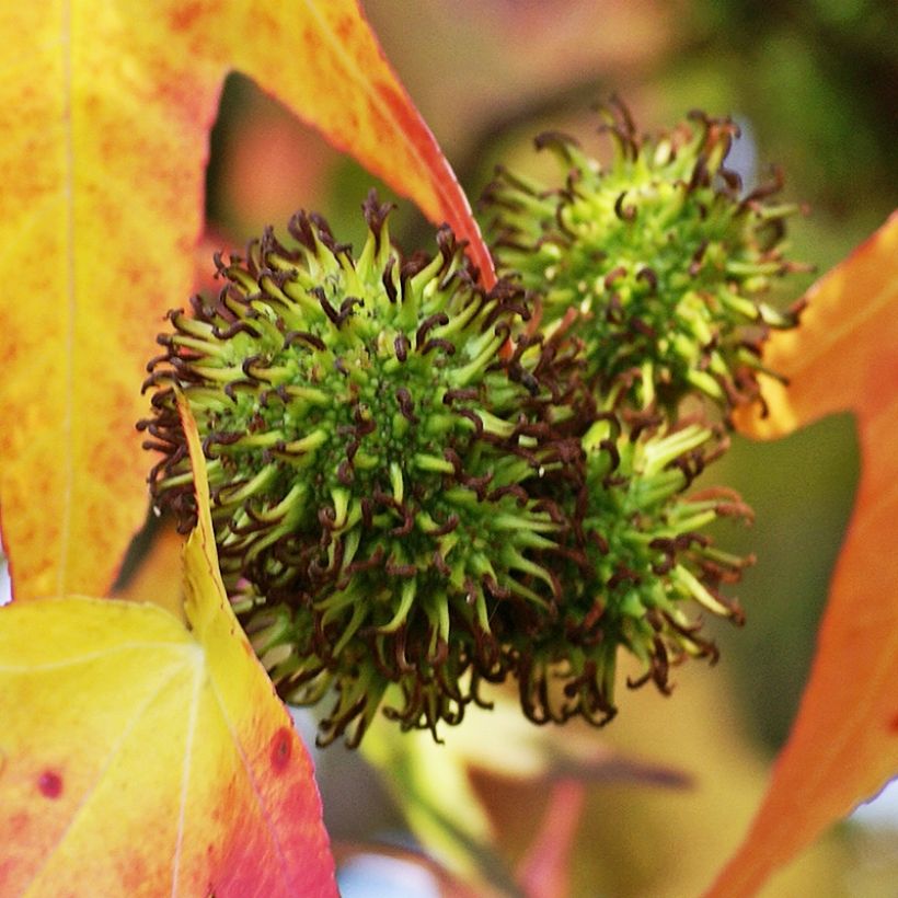 Liquidambar styracyflua Stella - Amberboom (Oogst)