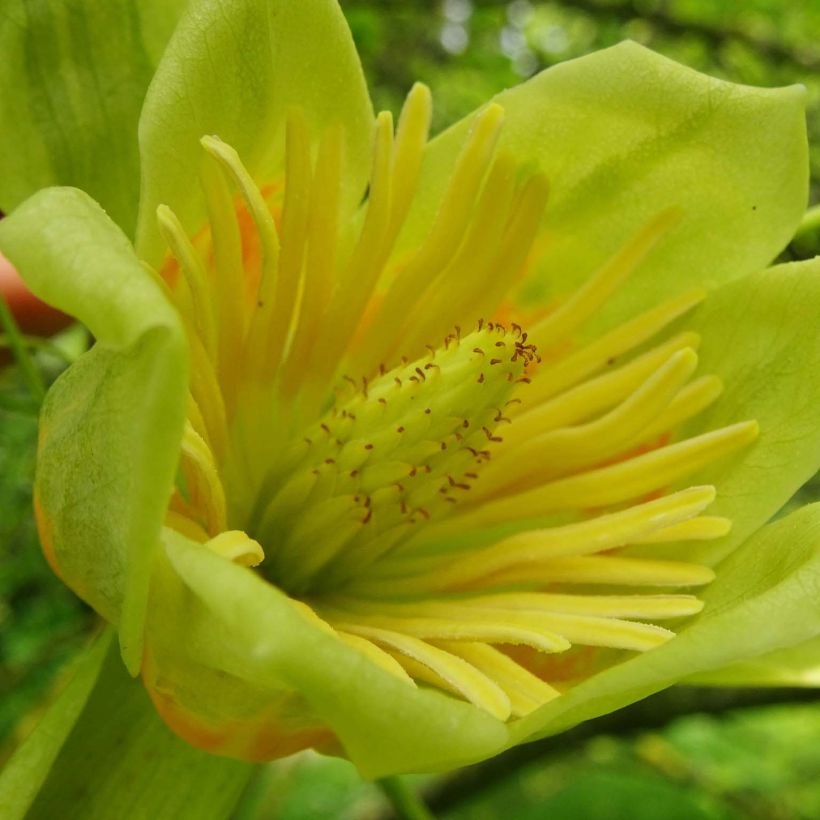 Liriodendron tulipifera Aureomarginatum - Tulpenboom (Bloei)