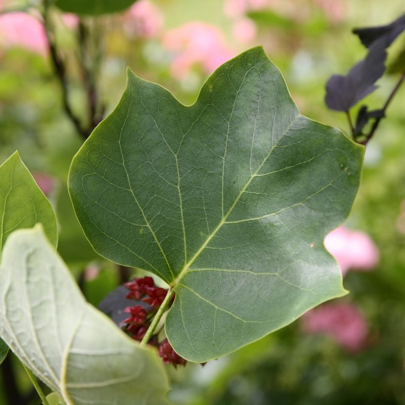 Liriodendron tulipifera Aureomarginatum - Tulpenboom (Blad)