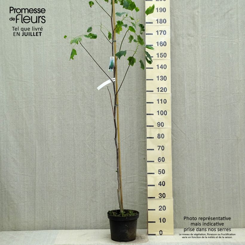 Exemplaar van Liriodendron tulipifera Aureomarginatum - Tulpenboom Pot van 7,5 l/10 l zoals geleverd in de zomer