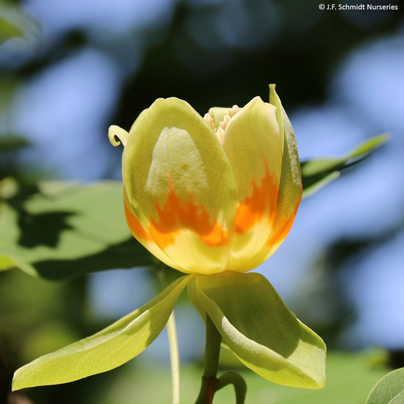 Liriodendron tulipifera Emerald City - Tulpenboom (Bloei)