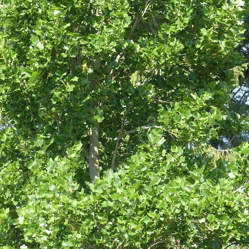 Liriodendron tulipifera Fastigiata - Tulpenboom (Blad)