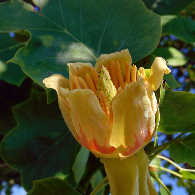 Liriodendron tulipifera - Tulpenboom (Bloei)