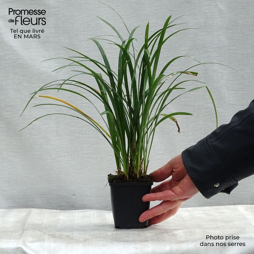 Exemplaar van Liriope Super Blue - Leliegras Kweekpotje van 8/9 cm zoals geleverd in de lente