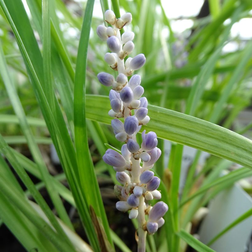Liriope muscari - Leliegras (Flowering)