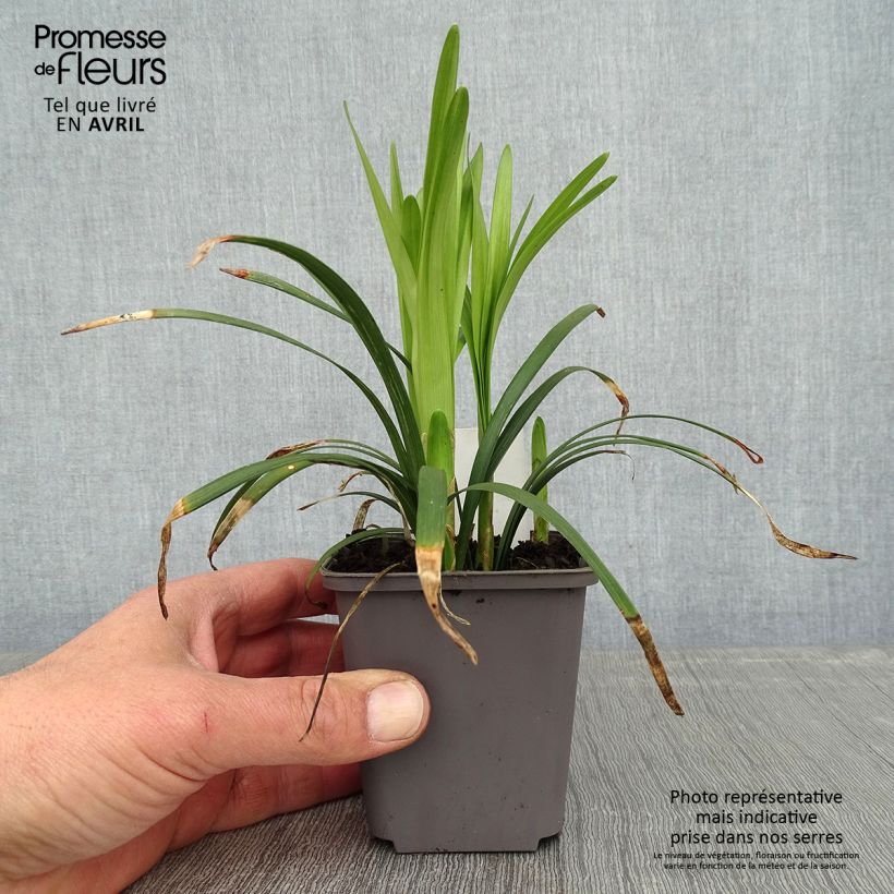 Exemplaar van Liriope muscari Big Blue - Leliegras Kweekpotje van 8/9 cm zoals geleverd in de lente