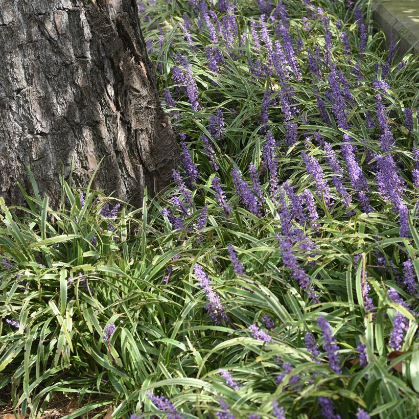 Liriope muscari Big Blue - Leliegras (Groeiplaats)