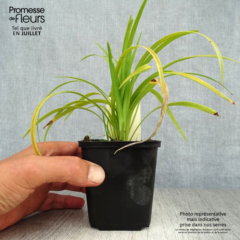 Exemplaar van Liriope muscari Evergreen Giant - Leliegras Kweekpotje van 8/9 cm zoals geleverd in de zomer