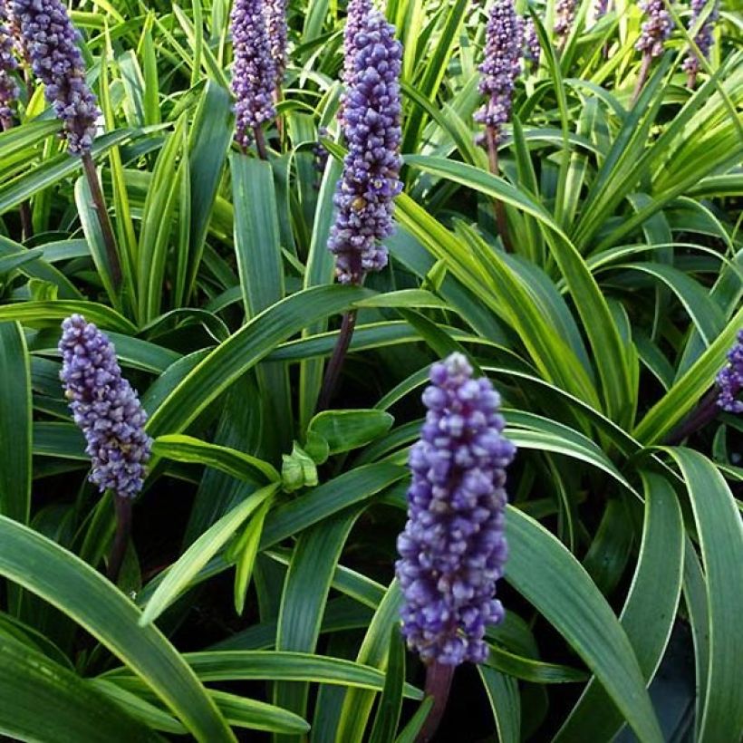 Liriope muscari Gold Banded - Leliegras (Bloei)