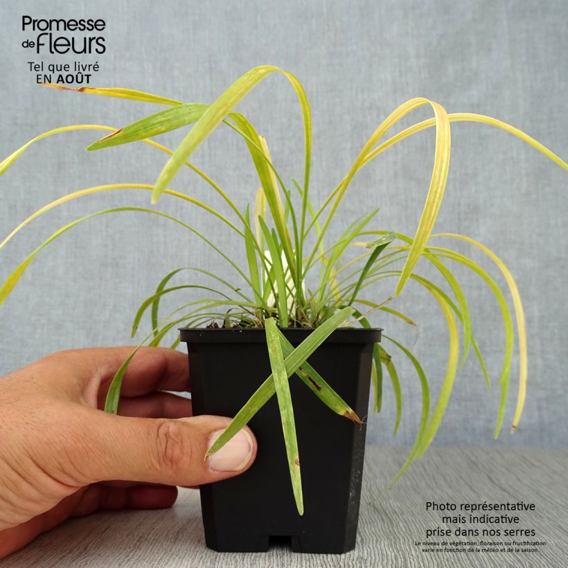 Exemplaar van Liriope muscari Ingwersen - Leliegras Kweekpotje van 8/9 cm zoals geleverd in de zomer