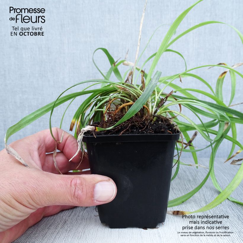 Exemplaar van Liriope muscari Lilac Wonder - Leliegras Kweekpotje van 8/9 cm zoals geleverd in de herfst