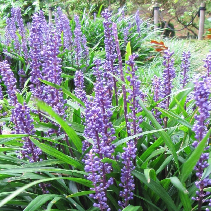 Liriope muscari Majestic - Leliegras (Bloei)