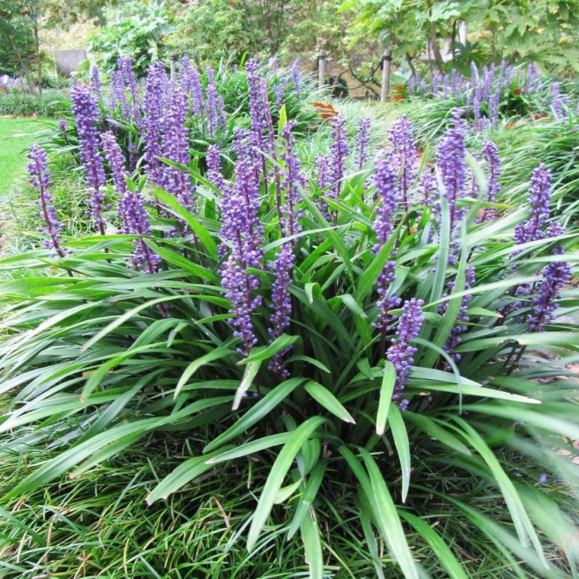 Liriope muscari Majestic - Leliegras (Groeiplaats)