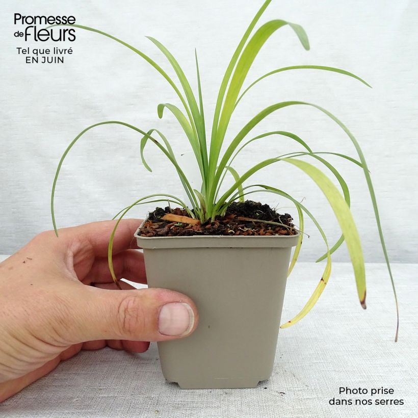 Exemplaar van Liriope muscari Majestic - Leliegras Kweekpotje van 8/9 cm zoals geleverd in de zomer