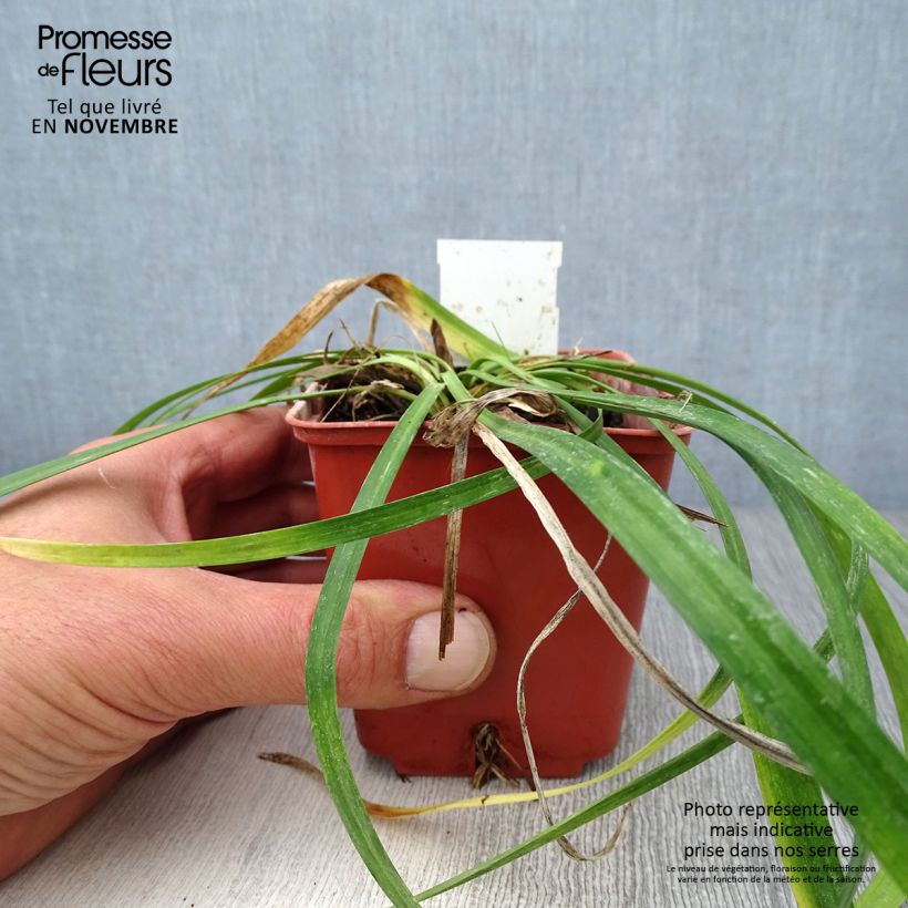 Exemplaar van Liriope muscari Monroe White - Leliegras Kweekpotje van 8/9 cm zoals geleverd in de herfst