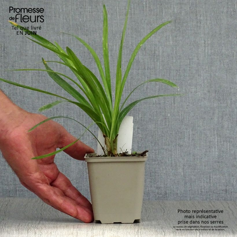 Exemplaar van Liriope muscari Monroe White - Leliegras Kweekpotje van 8/9 cm zoals geleverd in de zomer