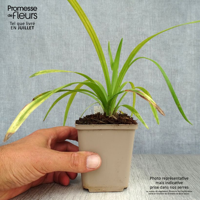 Exemplaar van Liriope muscari Royal Purple - Leliegras Kweekpotje van 8/9 cm zoals geleverd in de zomer