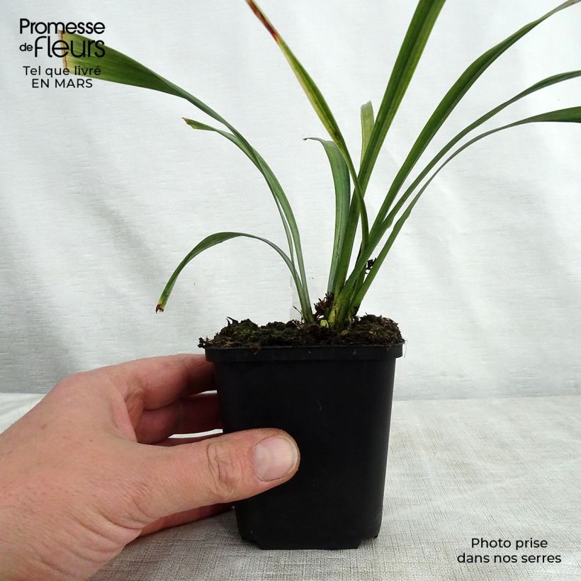 Exemplaar van Liriope muscari Royal Purple - Leliegras Kweekpotje van 8/9 cm zoals geleverd in de lente
