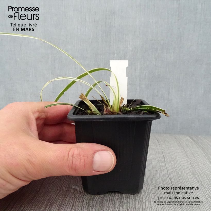 Exemplaar van Liriope muscari Silvery Sunproof - Leliegras Kweekpotje van 8/9 cm zoals geleverd in de lente