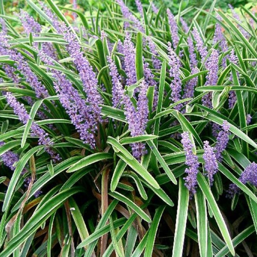 Liriope muscari Variegata - Leliegras (Blad)