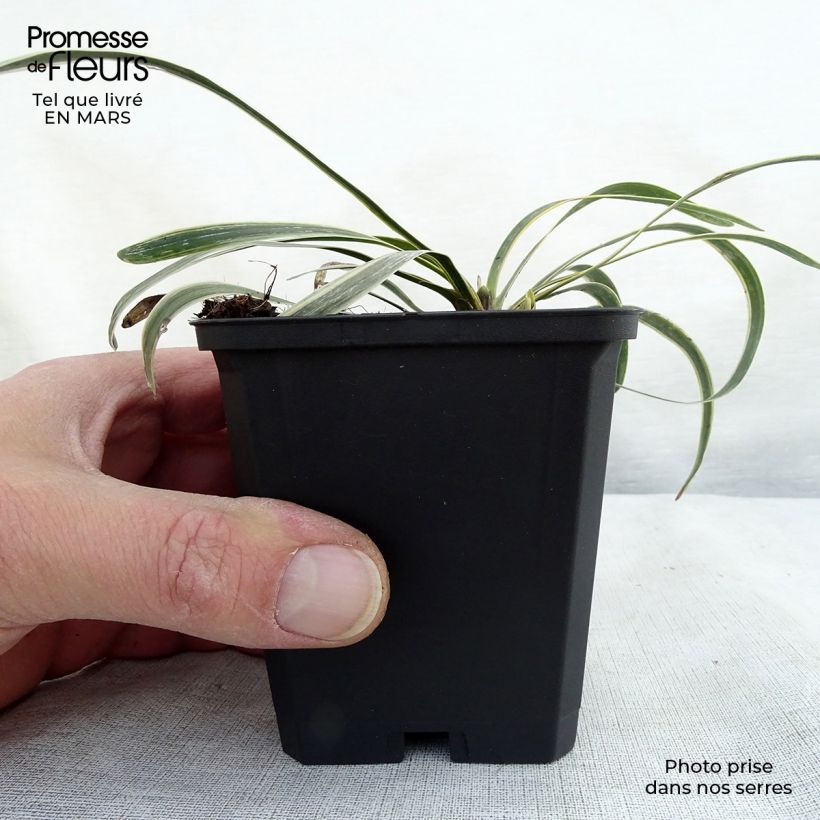 Exemplaar van Liriope muscari Variegata - Leliegras Kweekpotje van 8/9 cm zoals geleverd in de lente