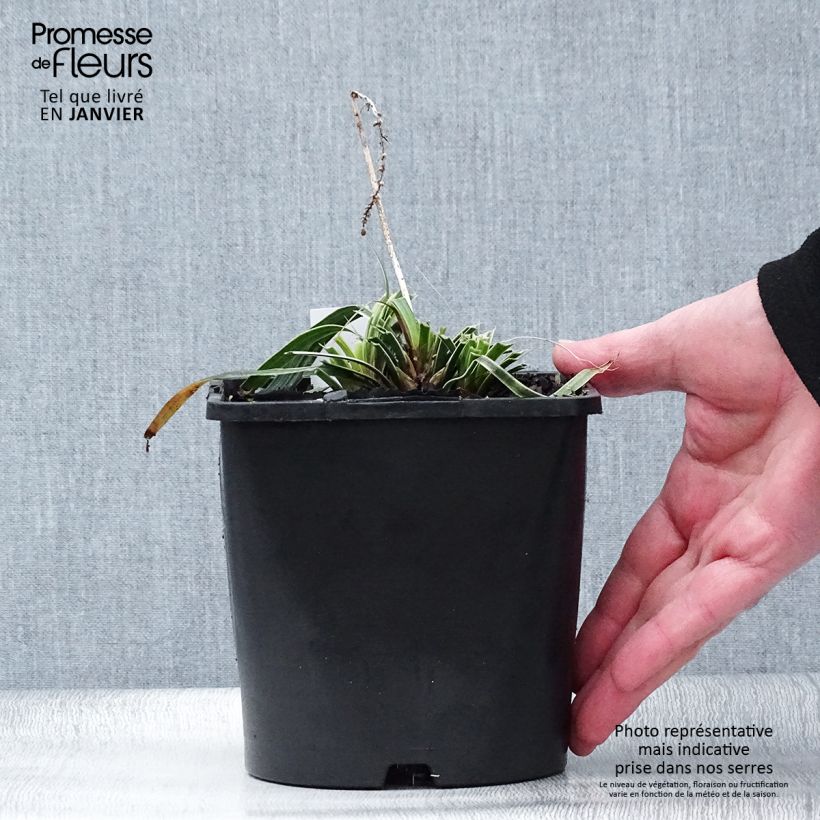 Exemplaar van Liriope muscari Variegata - Leliegras Pot van 2 l/3 l zoals geleverd in de winter