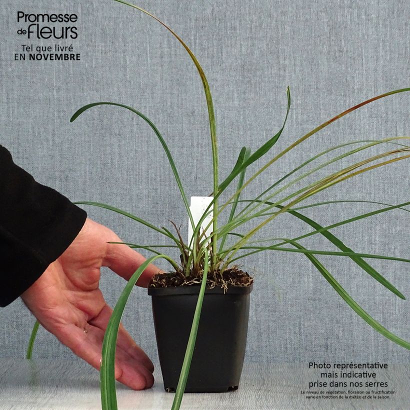 Exemplaar van Liriope muscari - Leliegras Kweekpotje van 8/9 cm zoals geleverd in de herfst