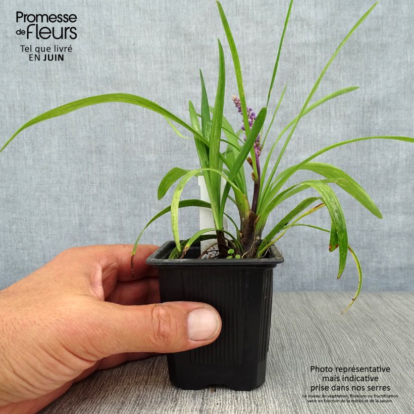 Exemplaar van Liriope muscari - Leliegras Kweekpotje van 8/9 cm zoals geleverd in de zomer