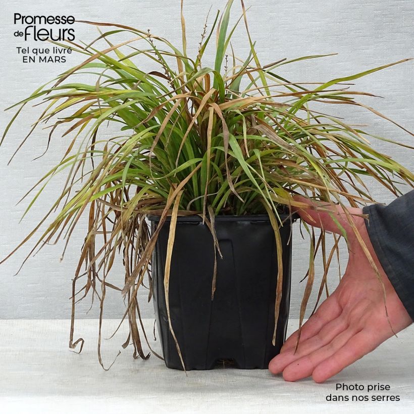 Example of Liriope muscari - Leliegras Pot van 2 l/3 l as you get in printemps