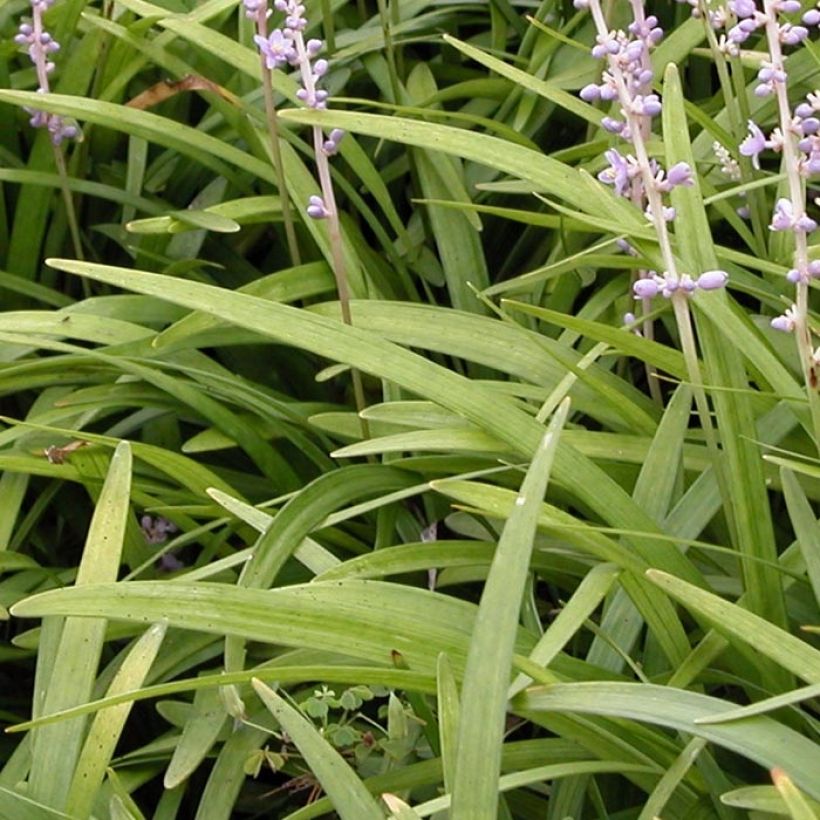Liriope spicata - Leliegras (Blad)