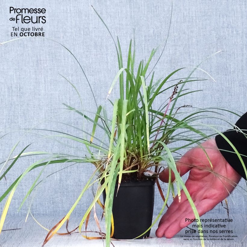 Exemplaar van Liriope spicata - Leliegras Kweekpotje van 8/9 cm zoals geleverd in de herfst