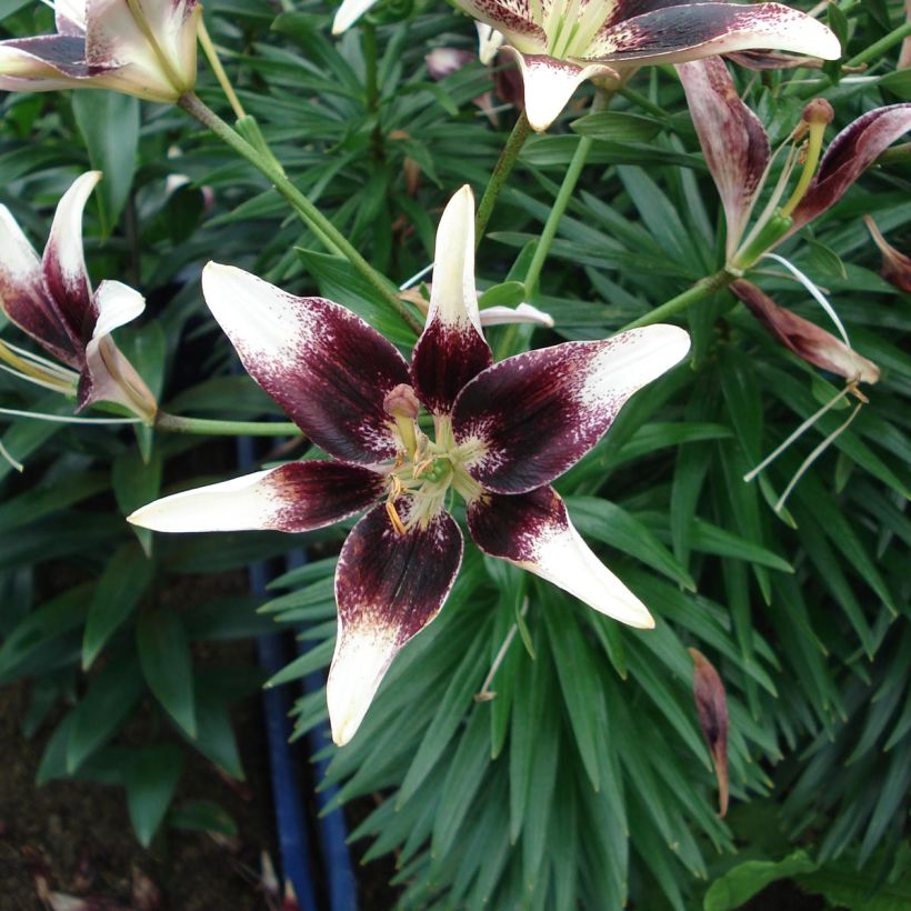 Lilium Nettys Pride - Aziatische Lelie (Flowering)