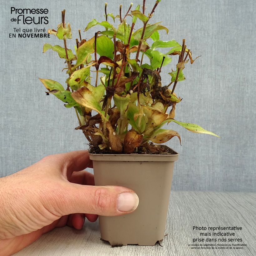 Exemplaar van Tricyrtis hirta - Paddenlelie Kweekpotje van 8/9 cm zoals geleverd in de herfst