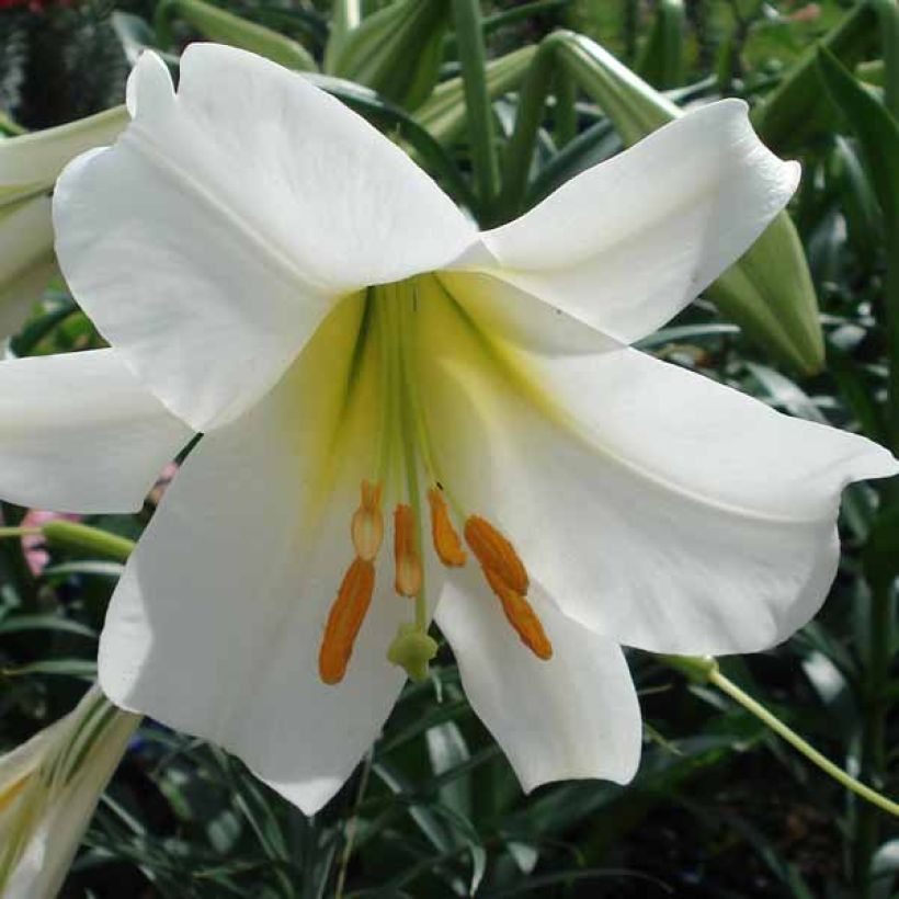 Lilium regale Album - Koningslelie (Bloei)