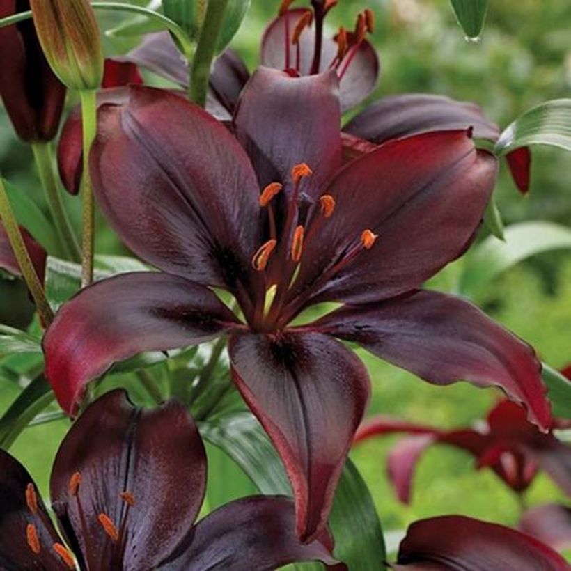 Lilium asiatique Mapira - Aziatische lelie (Bloei)