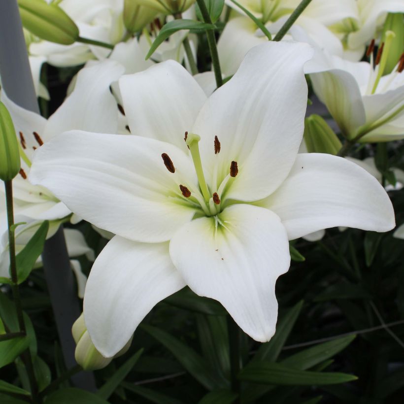 Lilium Navona - Aziatische lelie (Bloei)