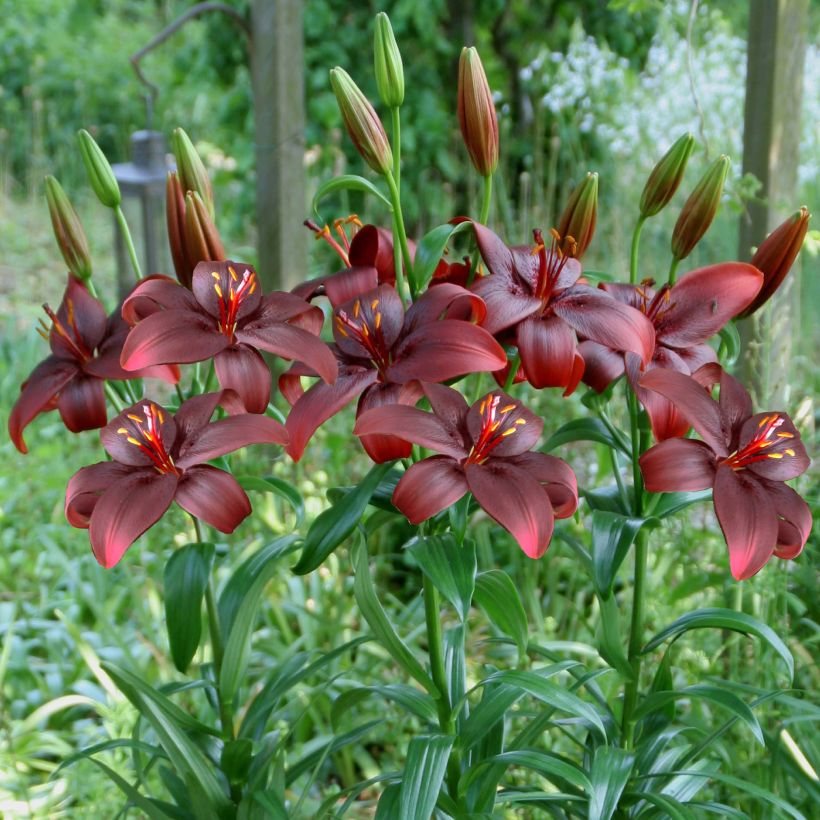 Lilium Royal Kiss - Aziatische lelie (Groeiplaats)
