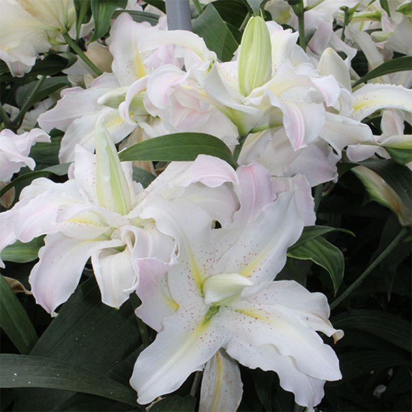 Lilium Soft Music - Aziatische lelie (Flowering)