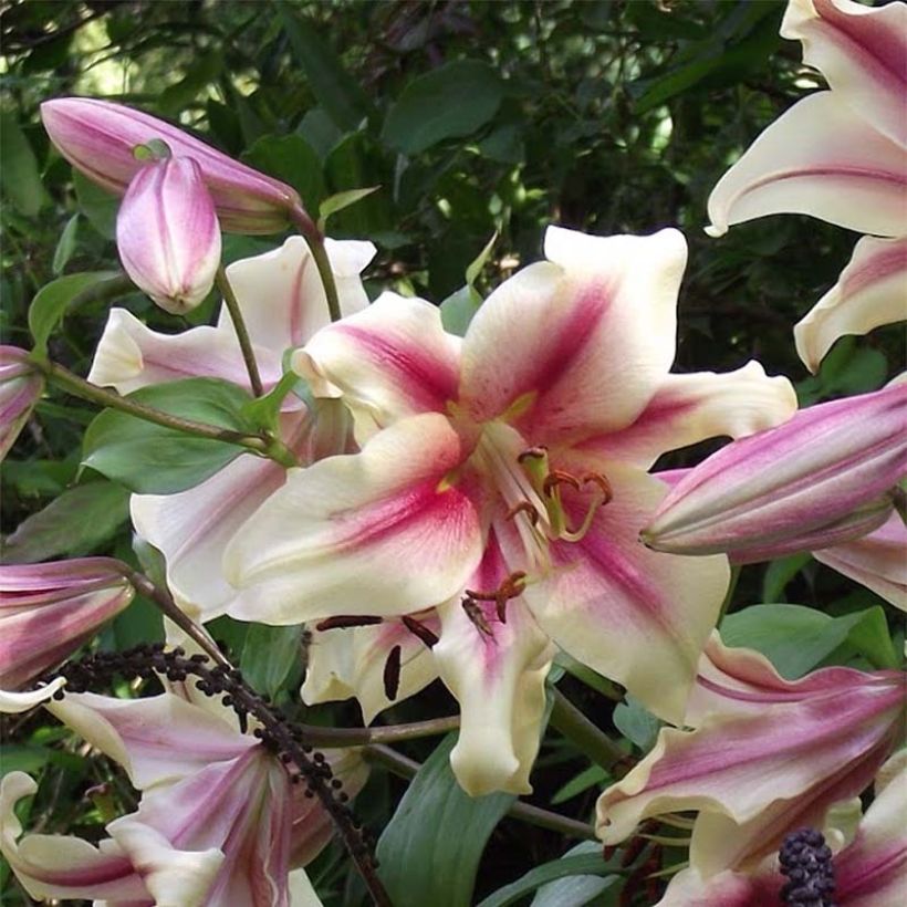 Lilium Lavon - Oriëntaalse lelie (Bloei)