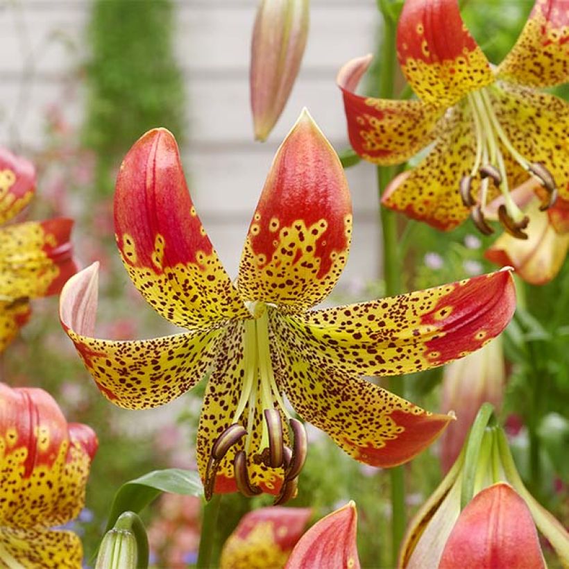 Lilium Fusion - Trompetlelie (Bloei)