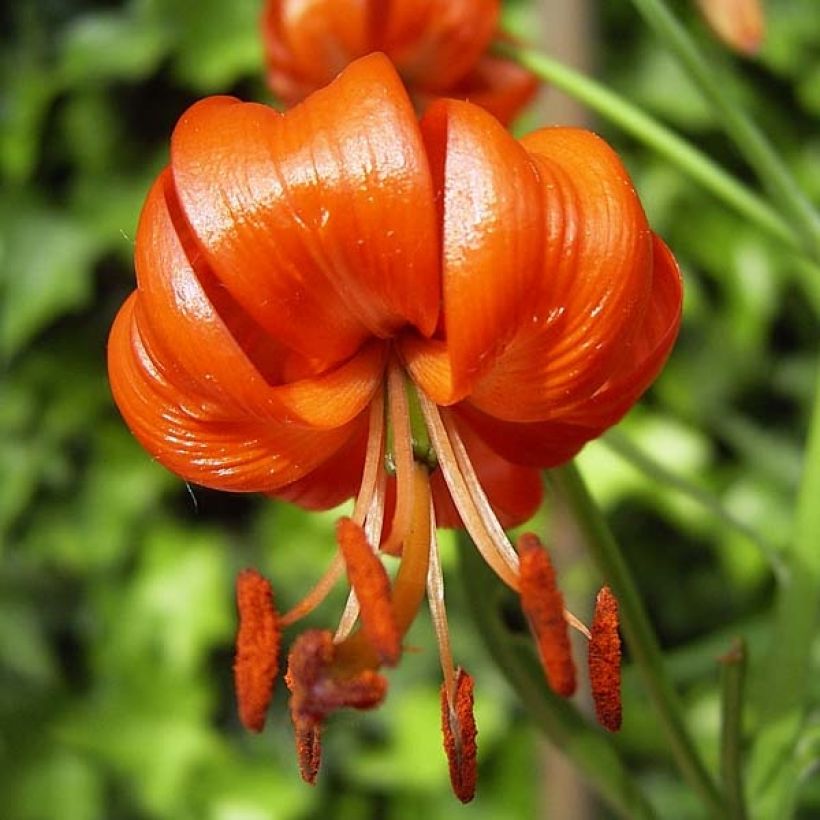 Lilium pumilum - Lelie (Bloei)