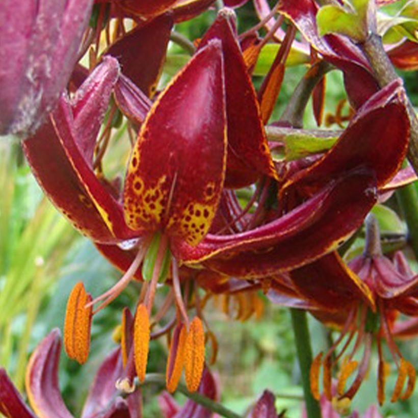 Lilium martagon Claude Shride -  - Turkse lelie (Bloei)