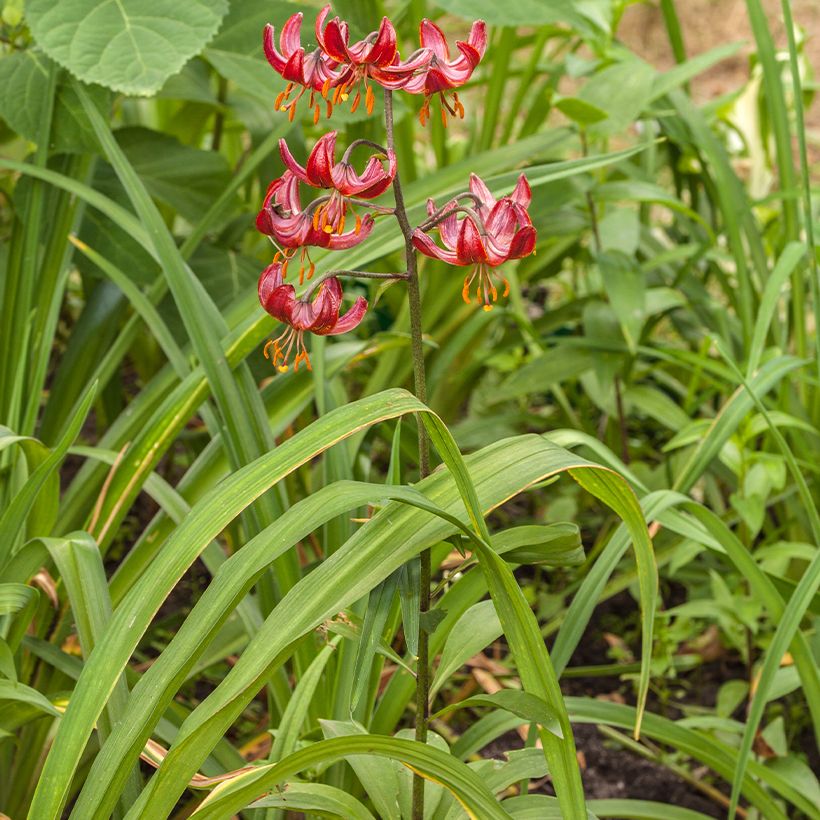 Lilium martagon Claude Shride -  - Turkse lelie (Groeiplaats)